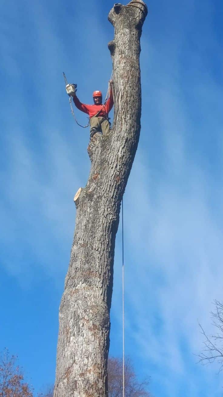 Shifflett Tree Service crew