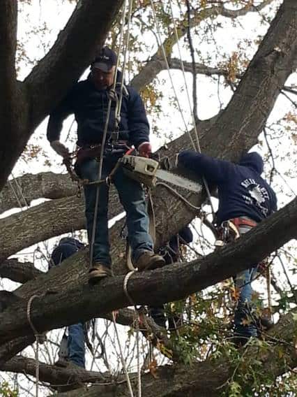 Tree service work completed in Maryland