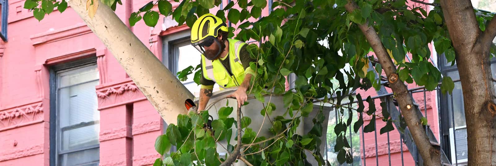 Tree cabling and bracing