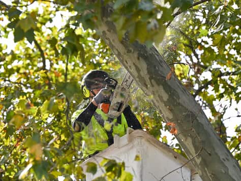 Arborist consultation