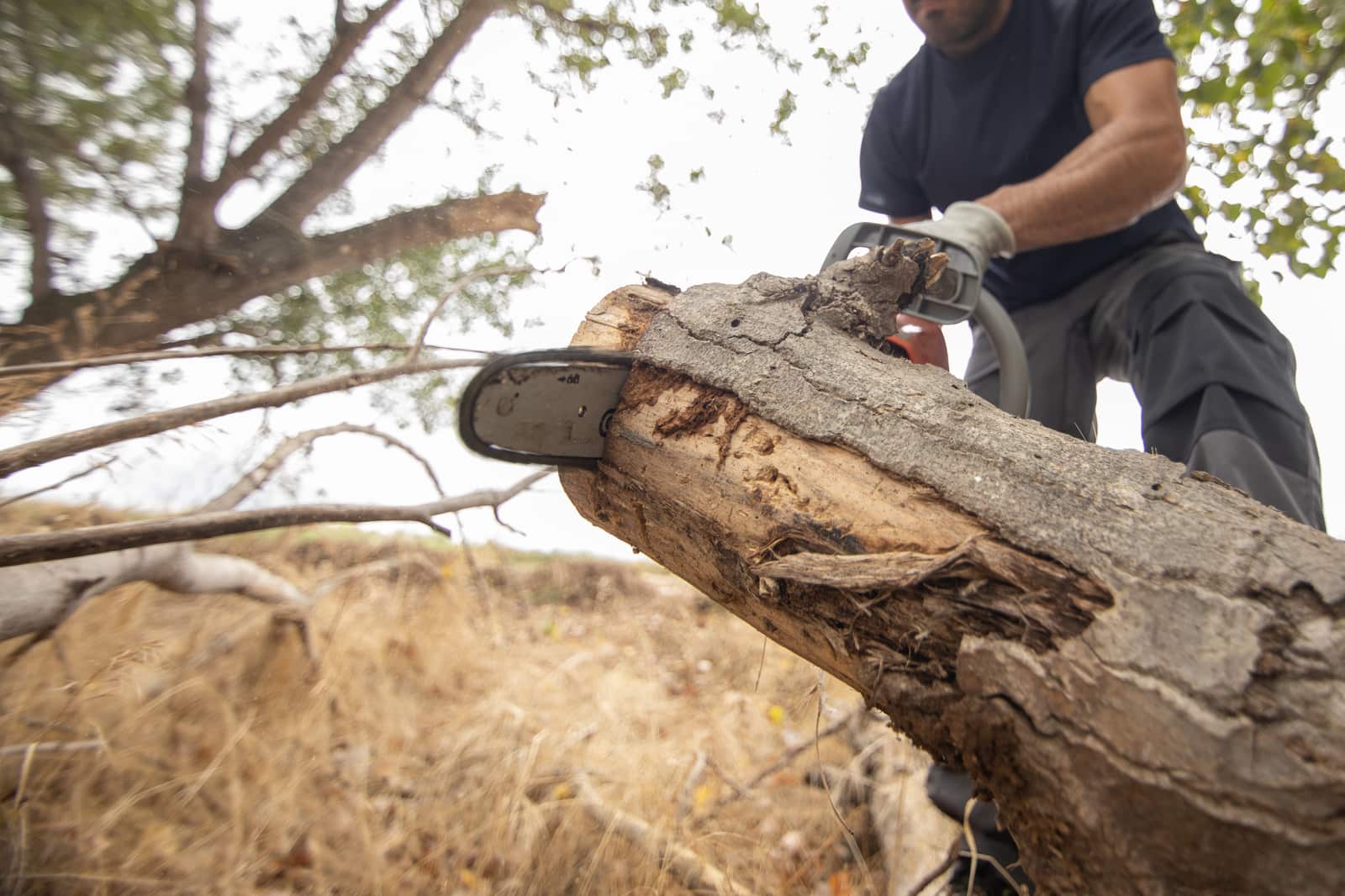 Corrective pruning