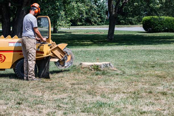Tree fertilization