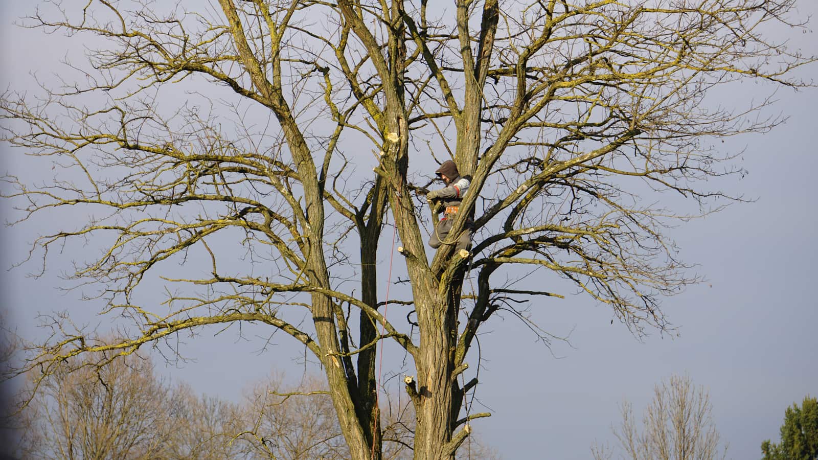 Tree pruning and trimming