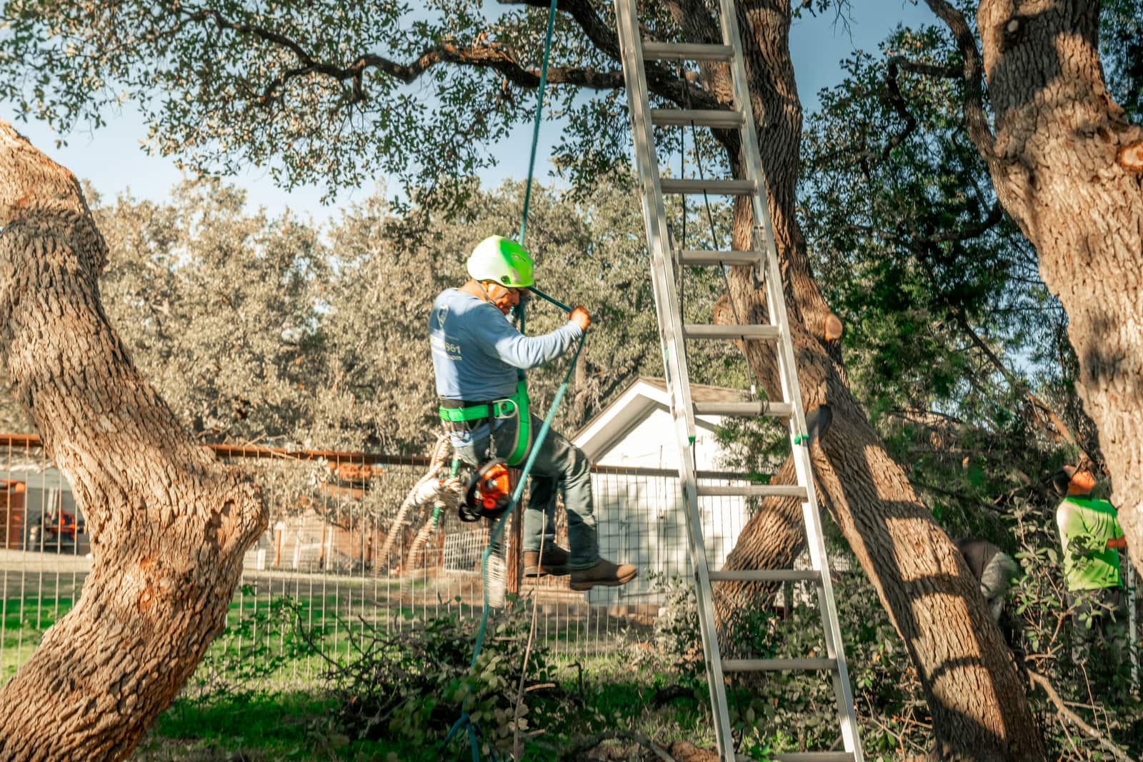 Tree removal by Shifflett Tree Service