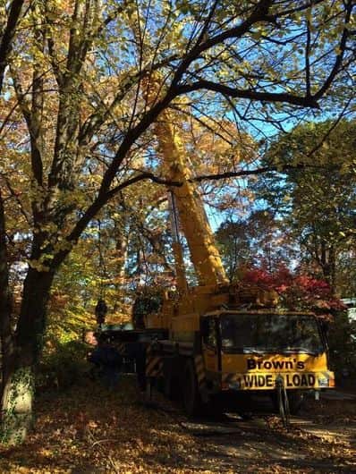 Professional tree care